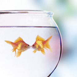 Two Goldfish Kissing