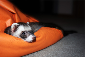 ferret