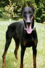 doberman