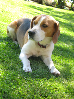 beagle dog