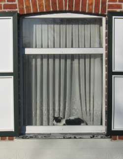 cat sitting in window