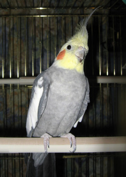 Cockatiel on swing