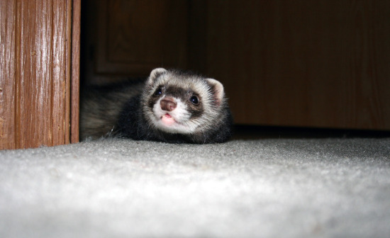 ferret