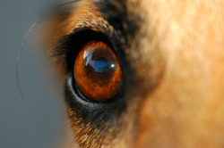 dog eye