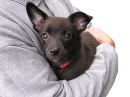 man hugging dog