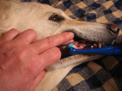 dog teeth