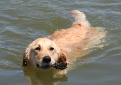 golden retriever swimming