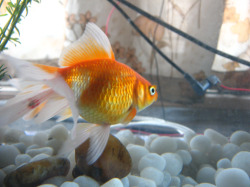 goldfish swimming in tank