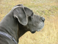 Great Dane