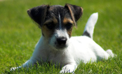 Jack Russell